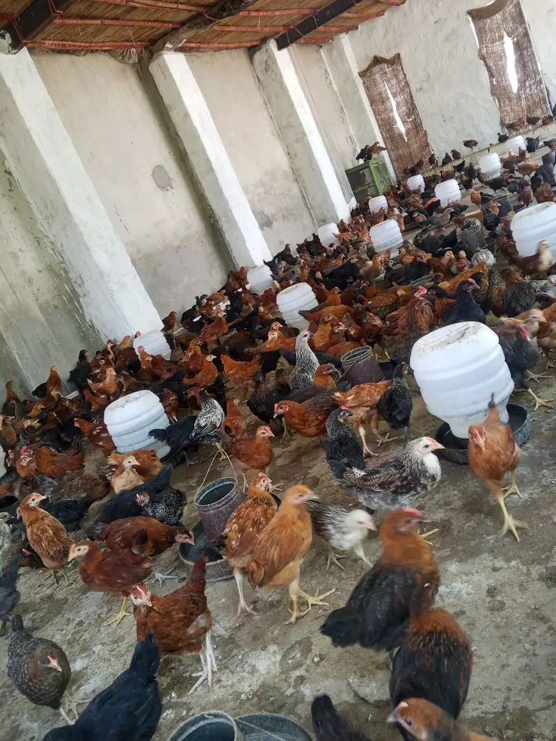 Healthy Golden Misri Chicks Available — photo 3