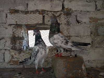 Whatsapp 03436602706 pair 4 sale
