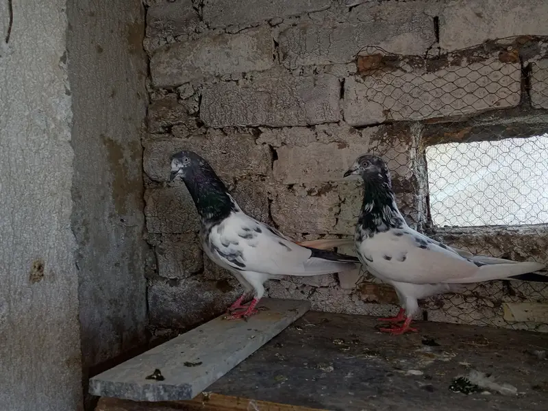 Whatsapp 03436602706 pair 4 sale — photo 2