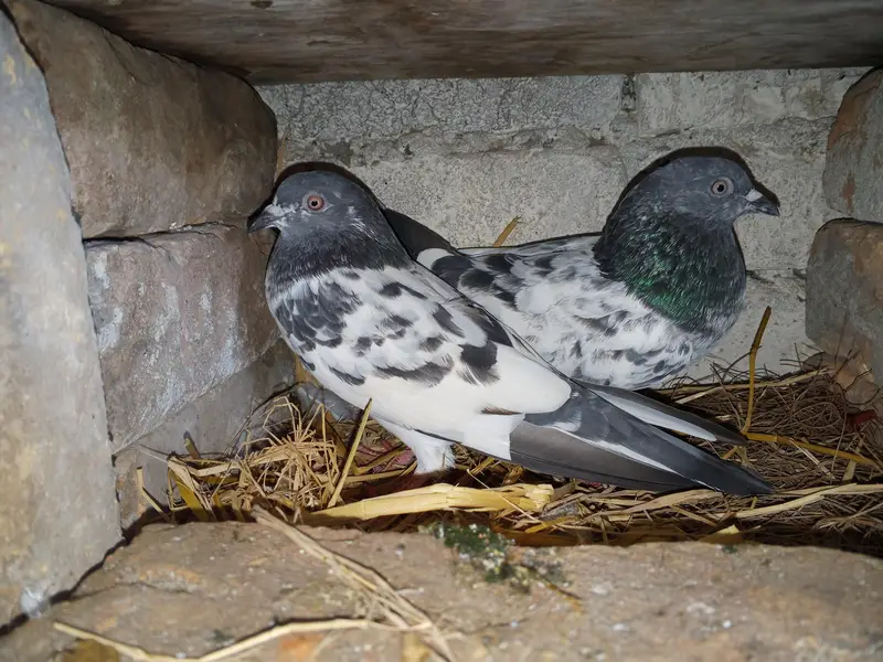 Whatsapp 03436602706 pair 4 sale — photo 4