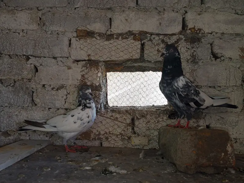 Whatsapp 03436602706 pair 4 sale — photo 5