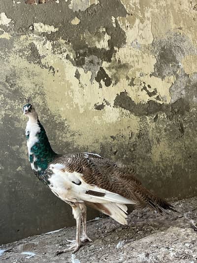 Pied blue shoulder peacock (rare)