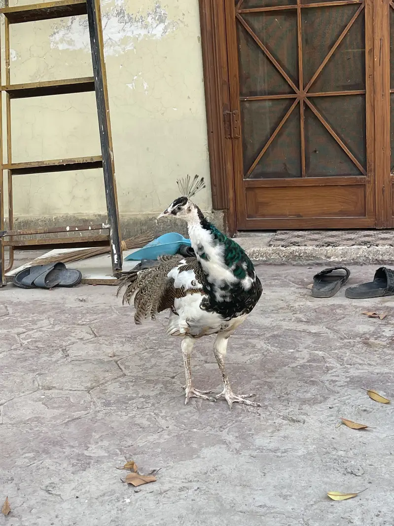 Pied blue shoulder peacock (rare) — photo 2