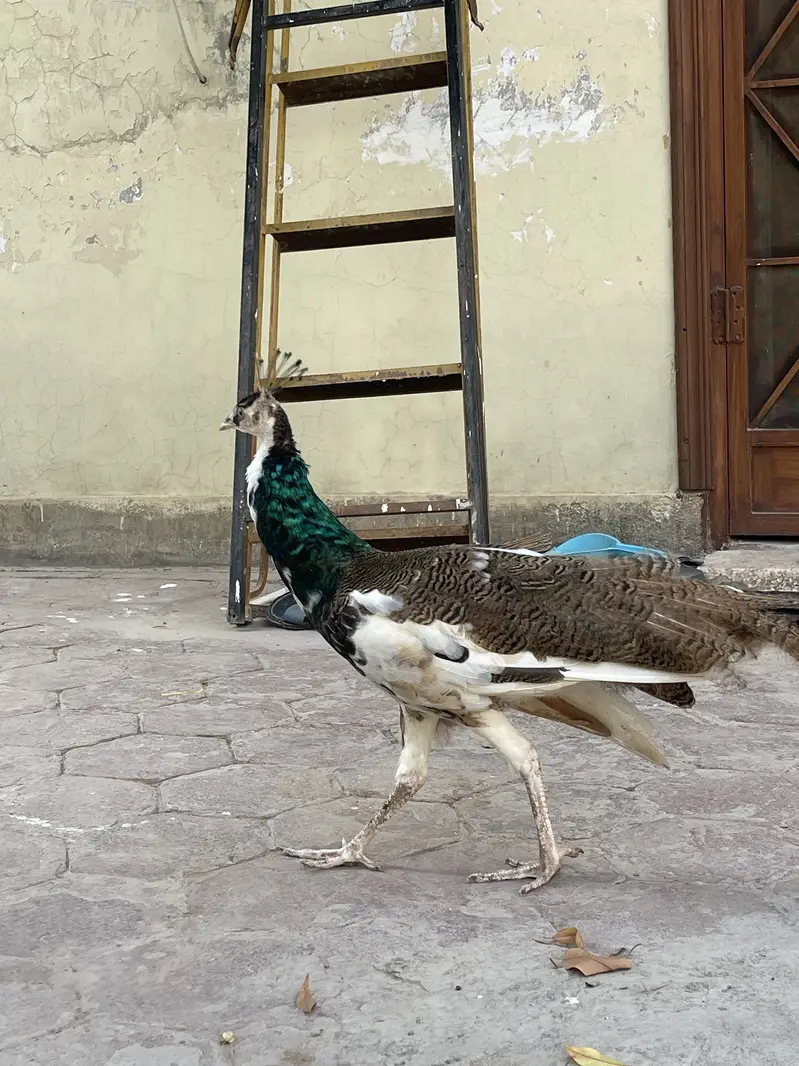 Pied blue shoulder peacock (rare) — photo 3