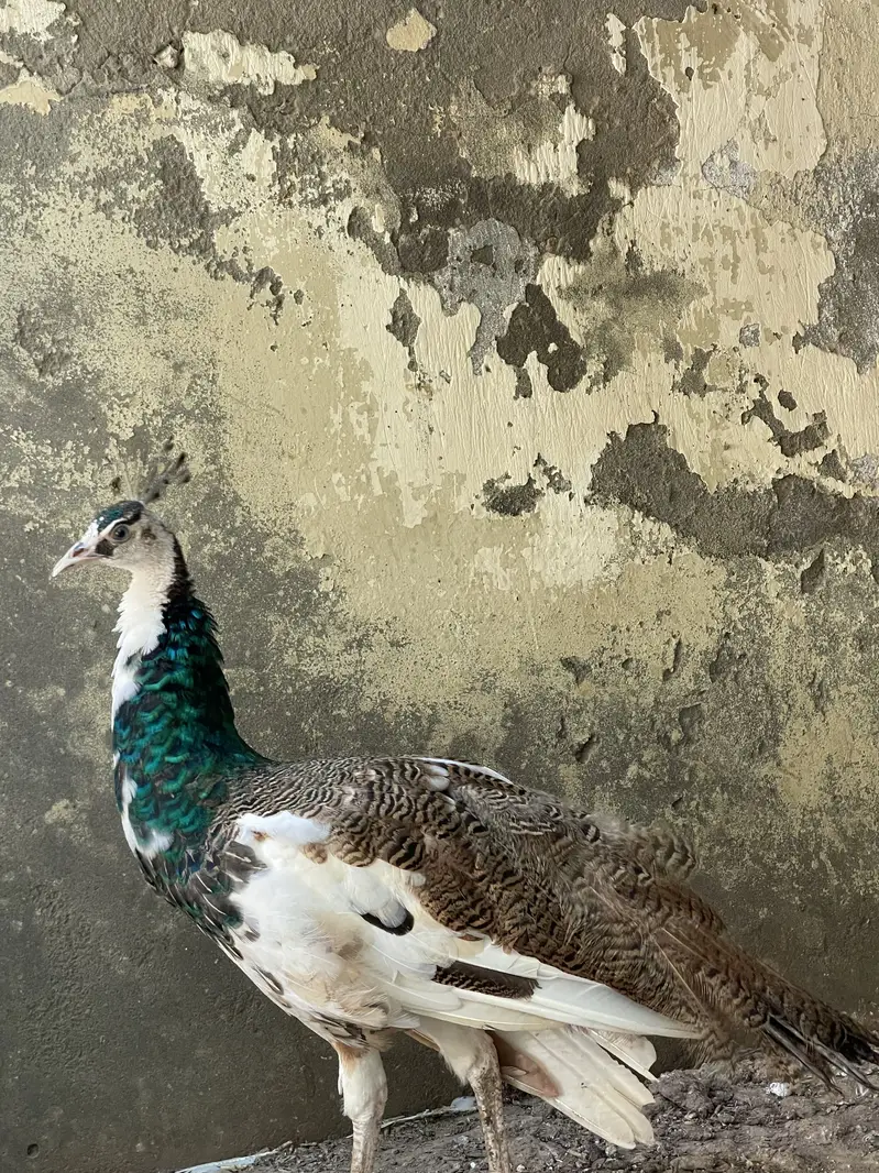 Pied blue shoulder peacock (rare) — photo 4