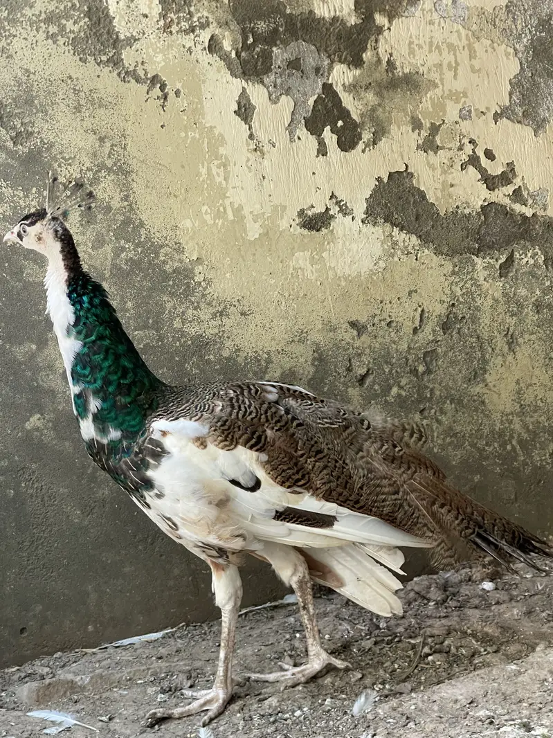 Pied blue shoulder peacock (rare) — photo 5