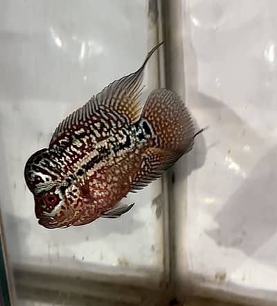 FLOWERHORN (KML GOLDEN BASE GENE)