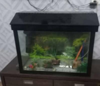 A stylist Aquarium