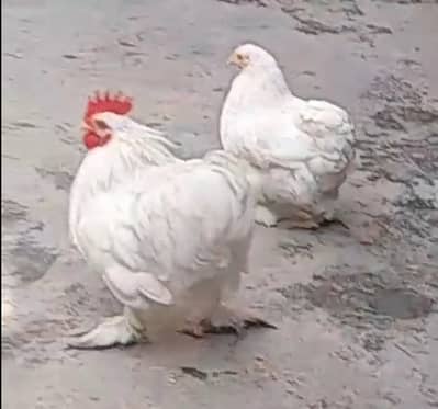 COUPLE FOR SALE