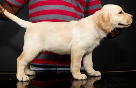 Labrador pedigree microchipe puppy 03014615555
