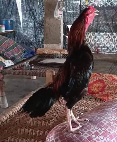 out clas mianwali assel band gand jor mascot body