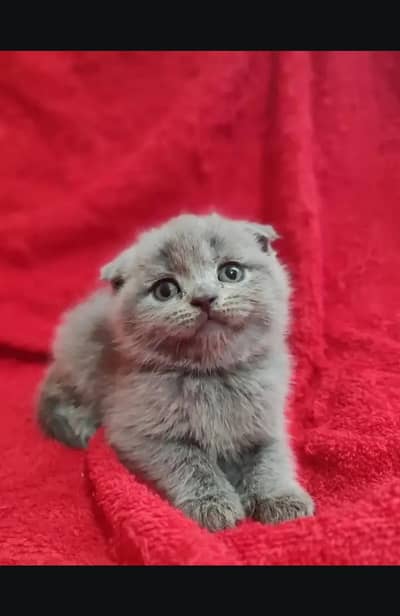 Scottish fold kittin for sell. 0313 4935014