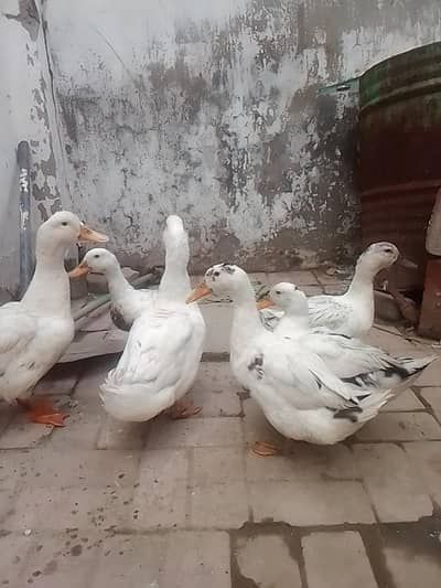 white duck