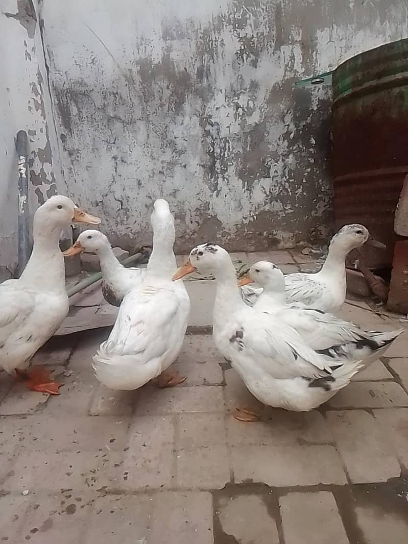 white duck 0