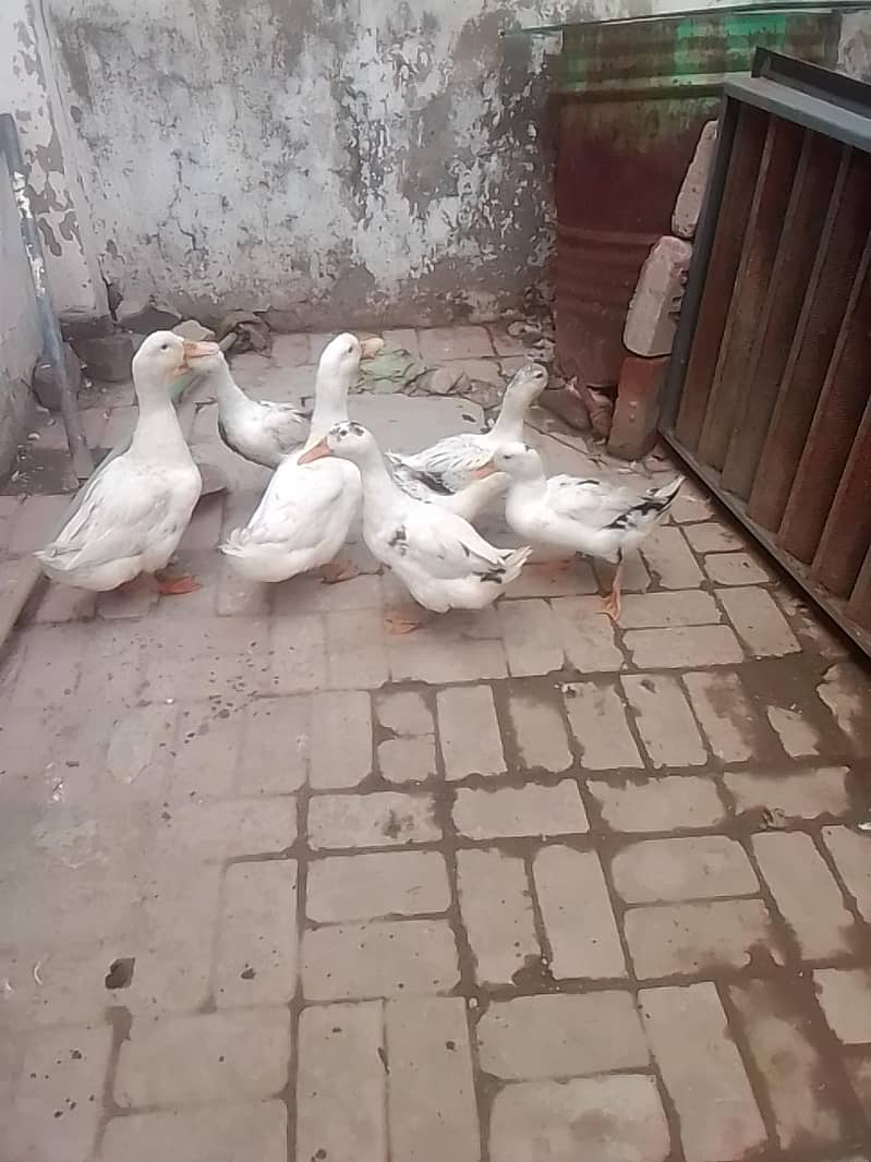 white duck 1