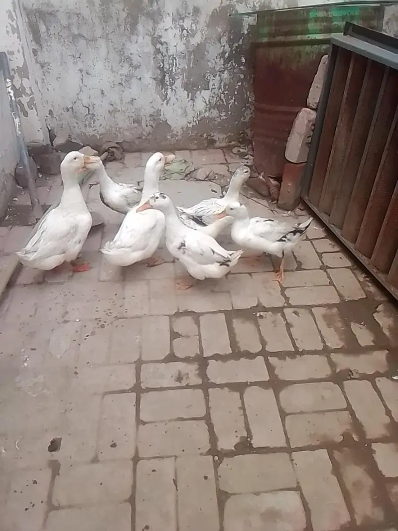 white duck — photo 2