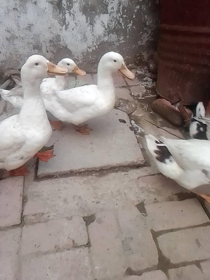 white duck 2