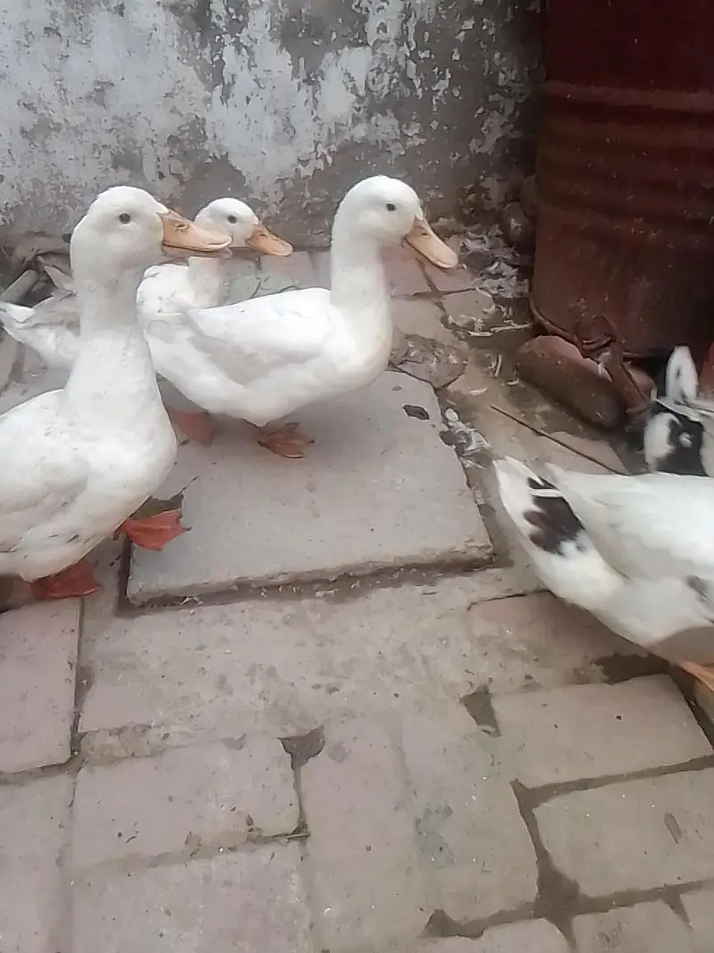 white duck — photo 3