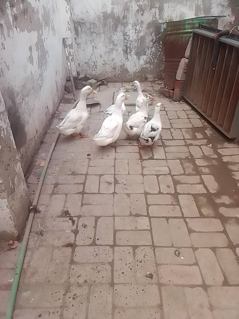 white duck 3