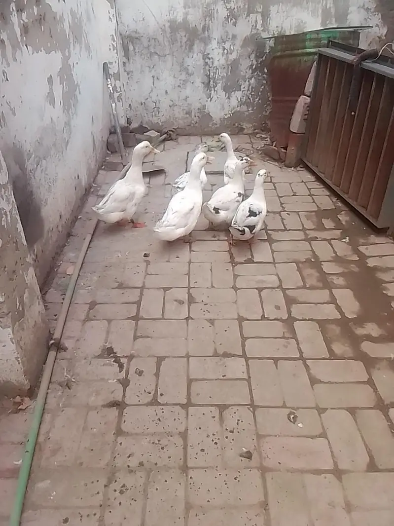 white duck — photo 4