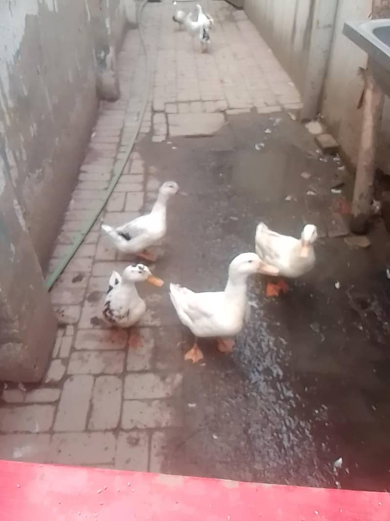 white duck 4