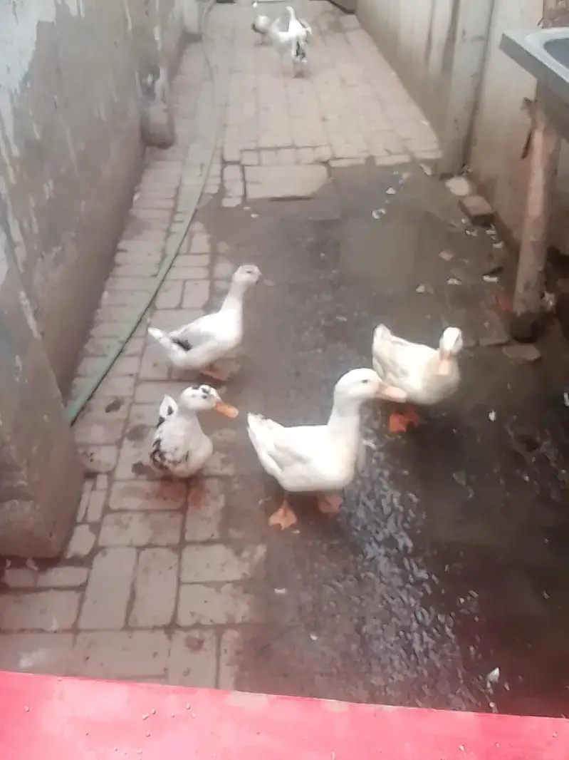 white duck — photo 5