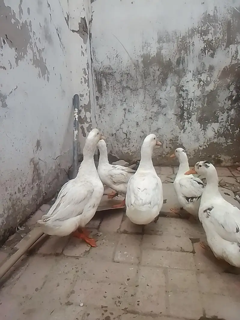 white duck — photo 6