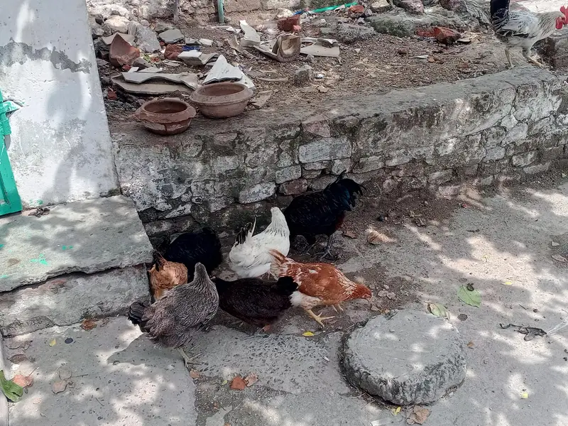 2 murgay ha or 7 murgia — photo 3