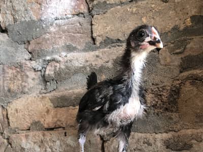 Astralop chicks for sale
