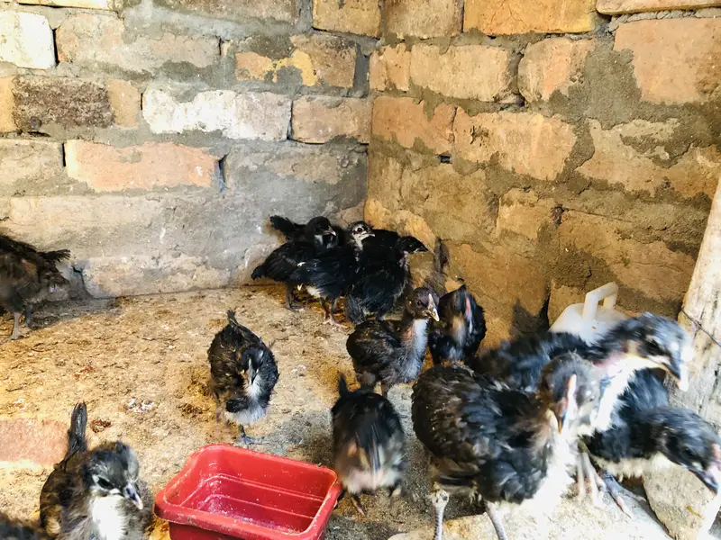 Astralop chicks for sale — photo 2