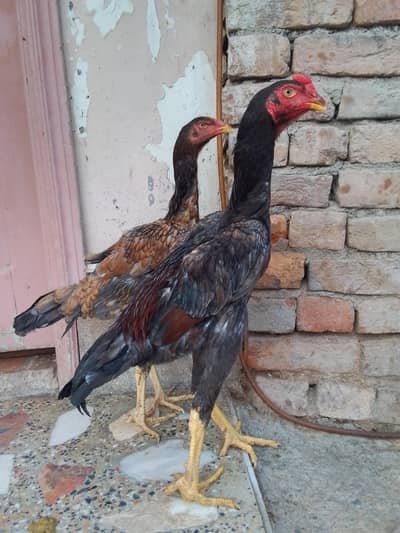 King Shamo pair For Sale
