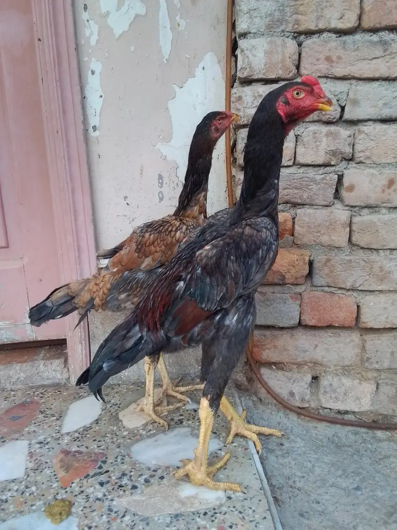 King Shamo pair For Sale — photo 2