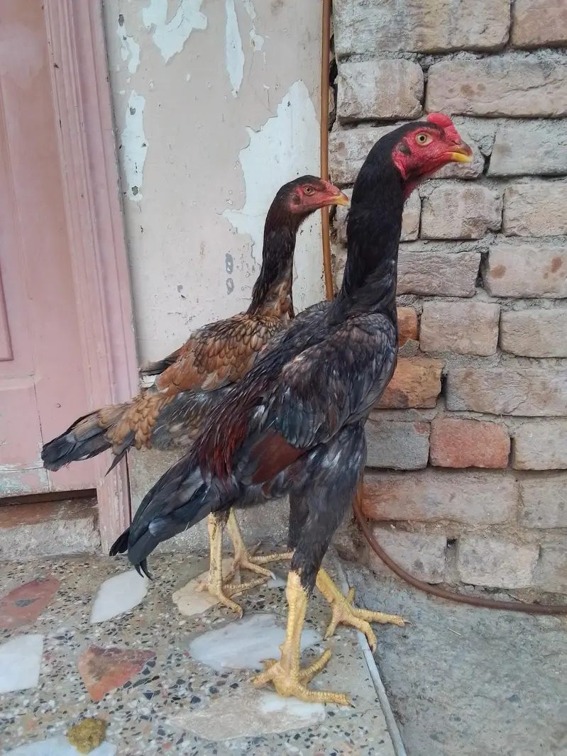 King Shamo pair For Sale — photo 3