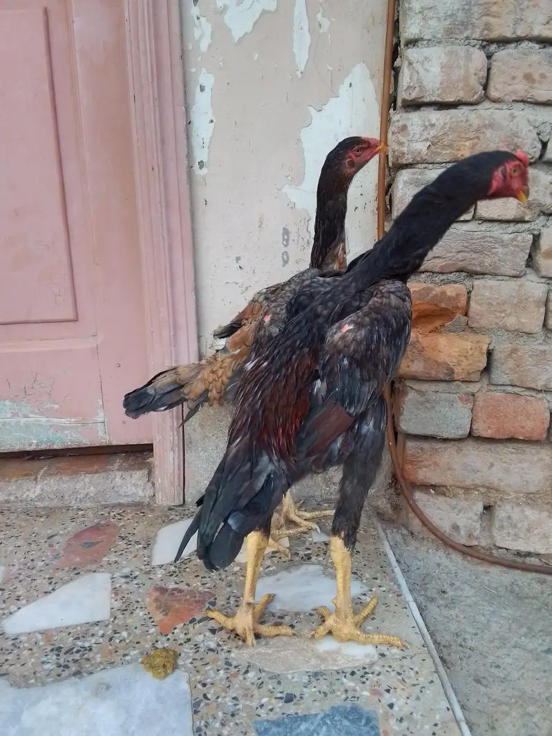King Shamo pair For Sale — photo 4