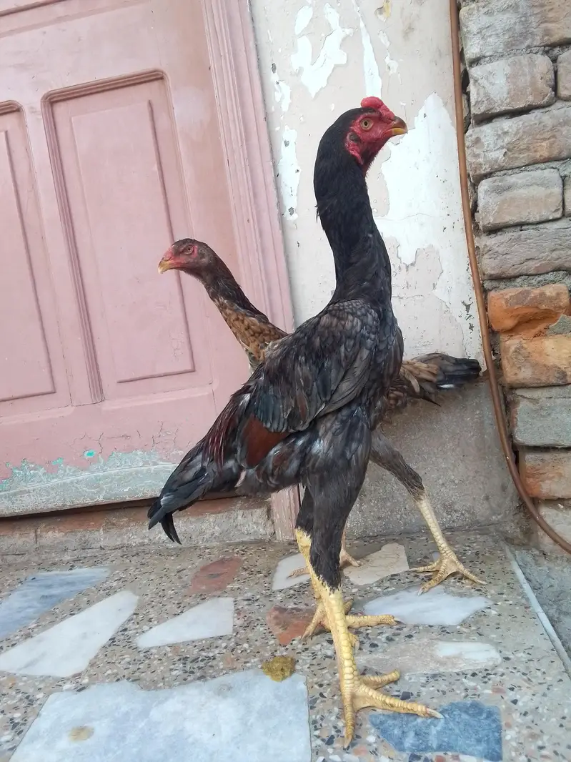 King Shamo pair For Sale — photo 5