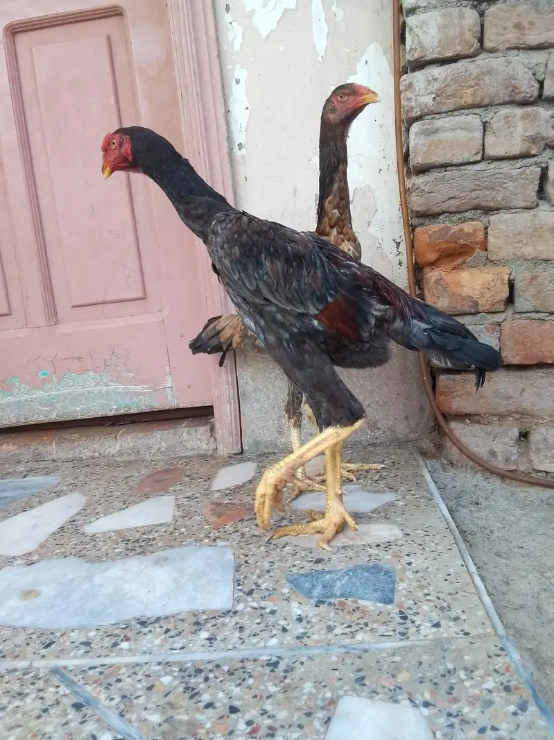 King Shamo pair For Sale — photo 6