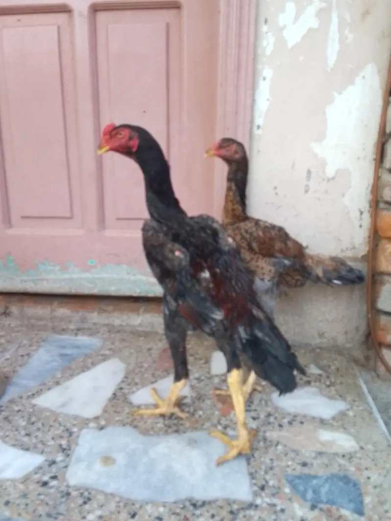King Shamo pair For Sale — photo 7