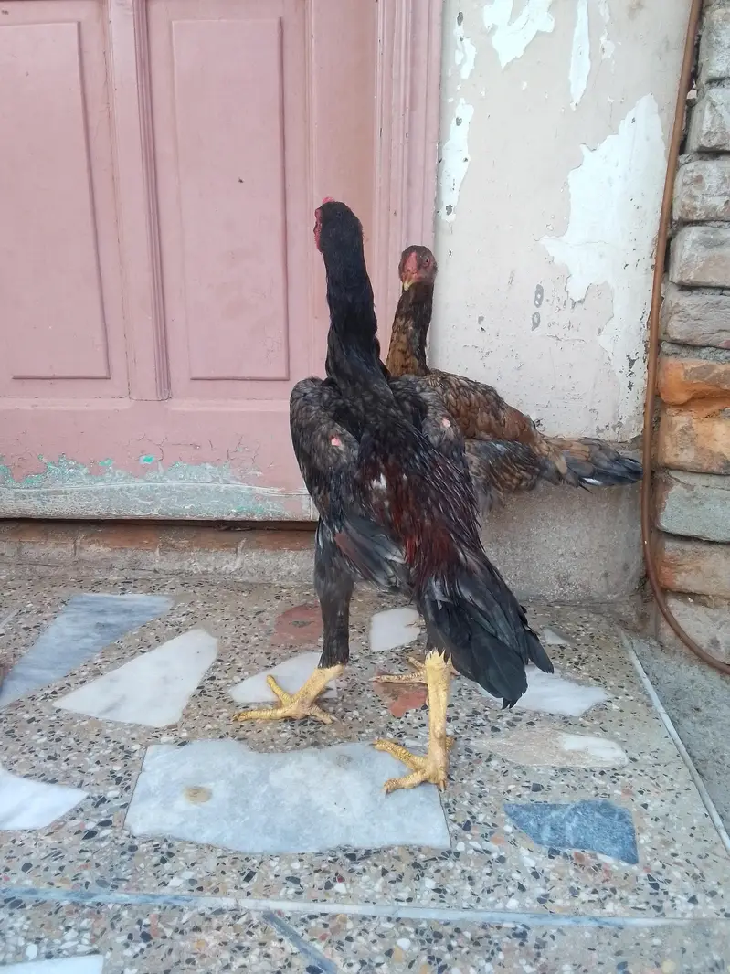 King Shamo pair For Sale — photo 8