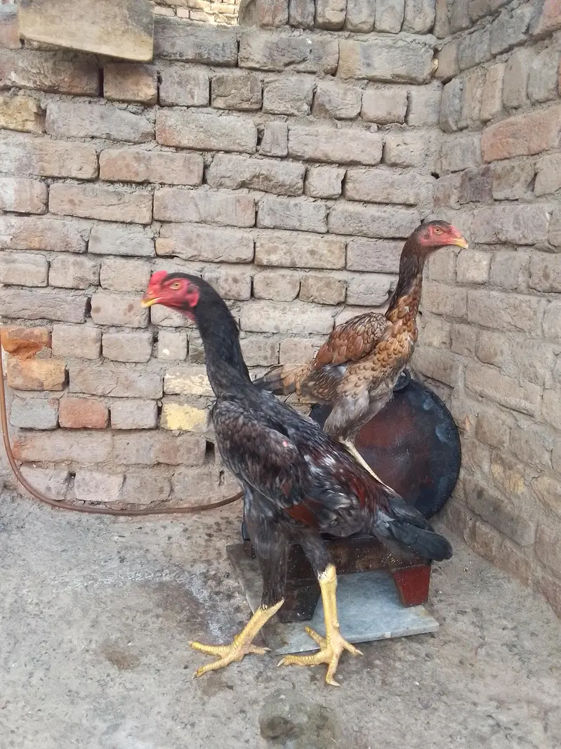 King Shamo pair For Sale — photo 9