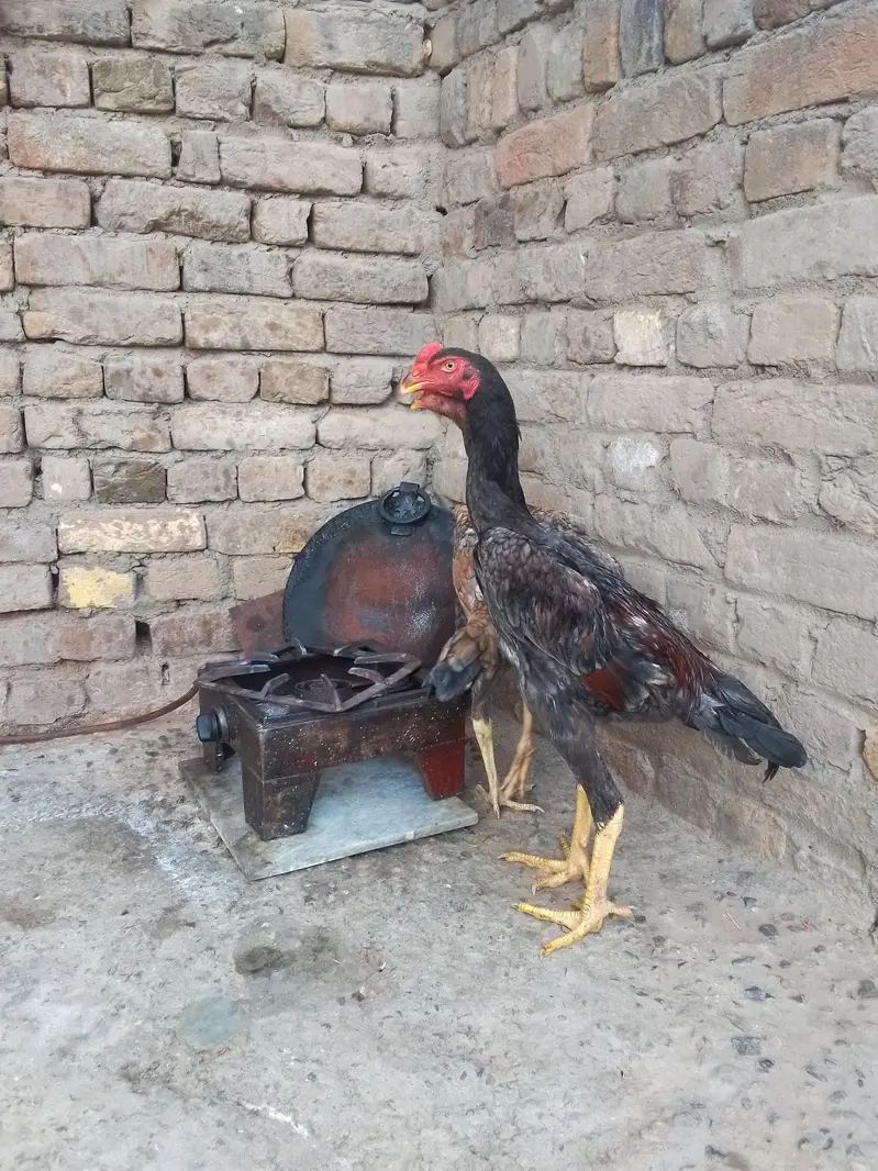 King Shamo pair For Sale — photo 10