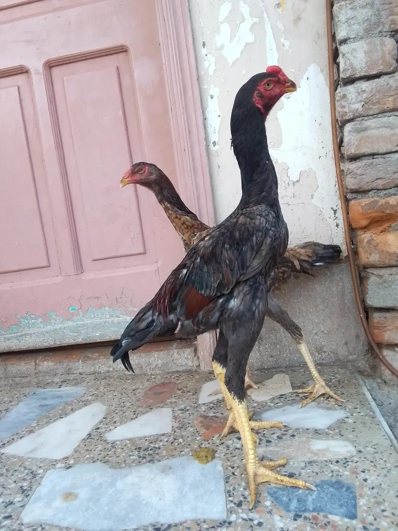 King Shamo pair For Sale — photo 11