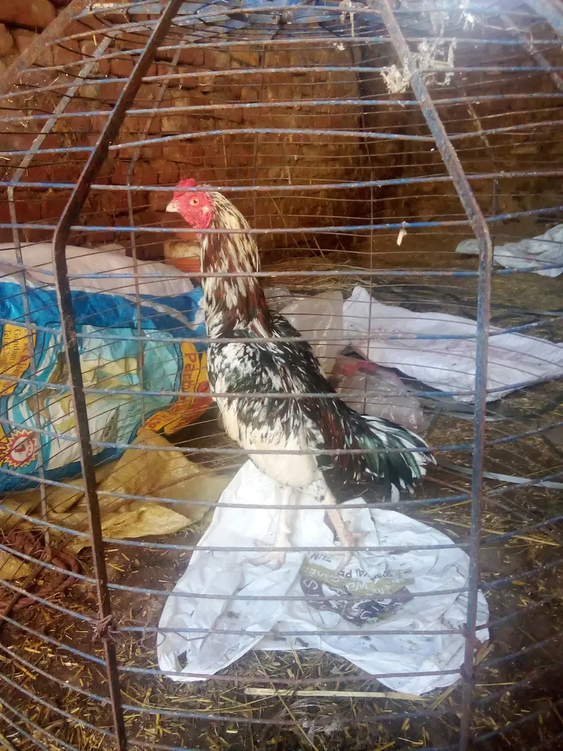 pure aseel murga — photo 3