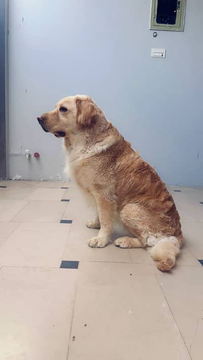Golden retriever family dog 03098089521