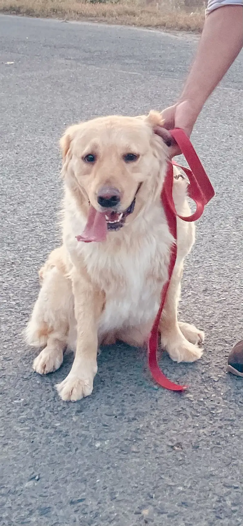 Golden retriever family dog 03098089521 — photo 2