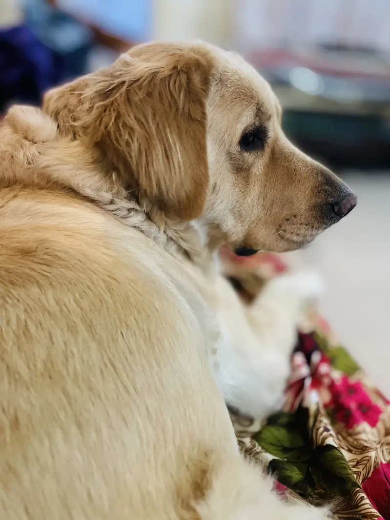 Golden retriever family dog 03098089521 — photo 3