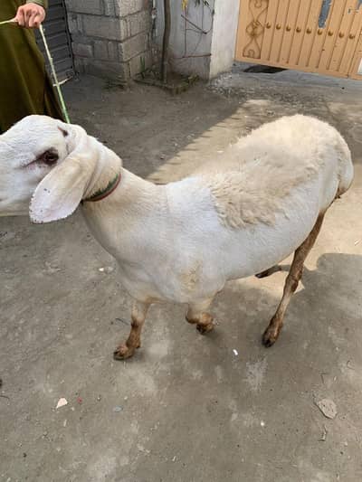 hm sheep
