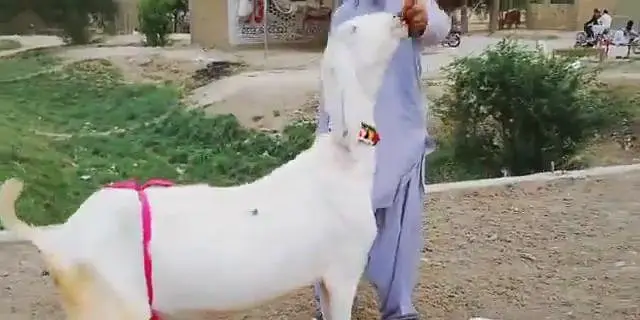 3 Bacchon Ka Sath Gulabi Bakri For Sale _ 03247915246 — photo 4