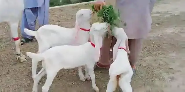 3 Bacchon Ka Sath Gulabi Bakri For Sale _ 03247915246 — photo 5