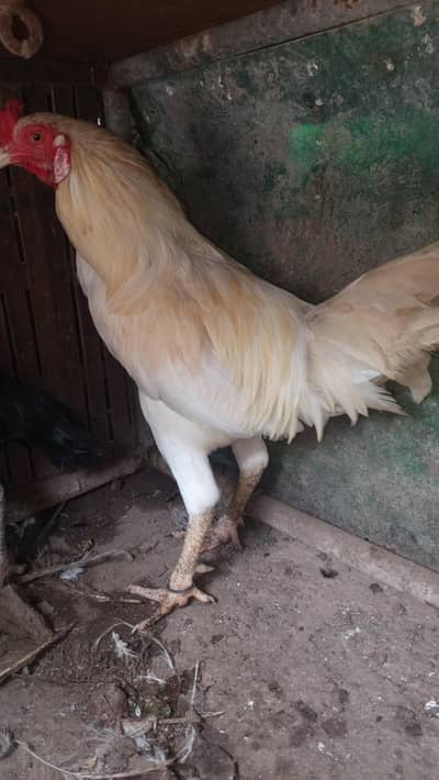 Pakistani Heera
