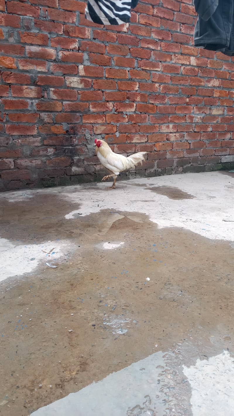 Pakistani Heera 1